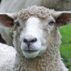 Sheep-Ruby