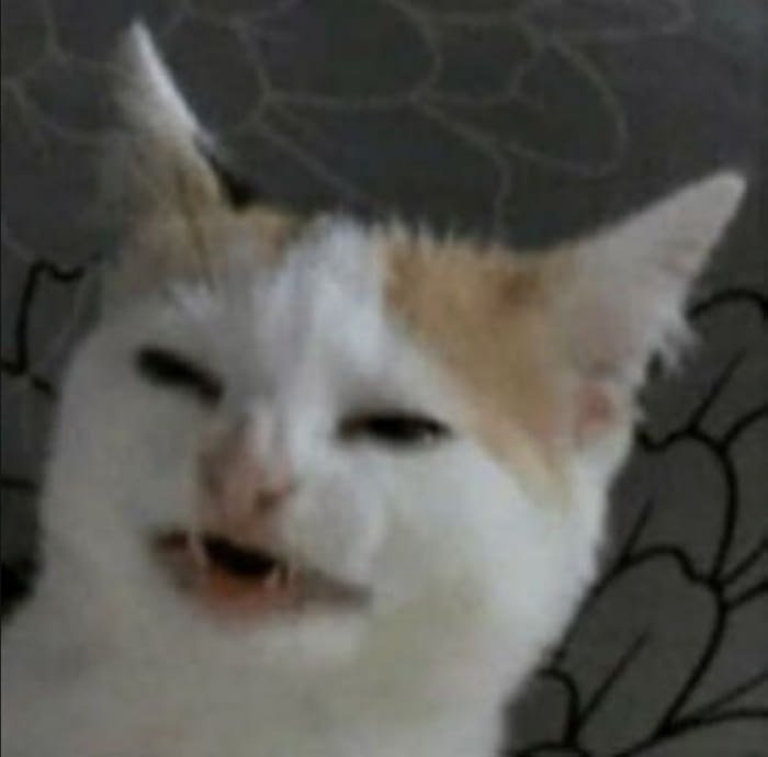am00PA1P_700w_0.jpg