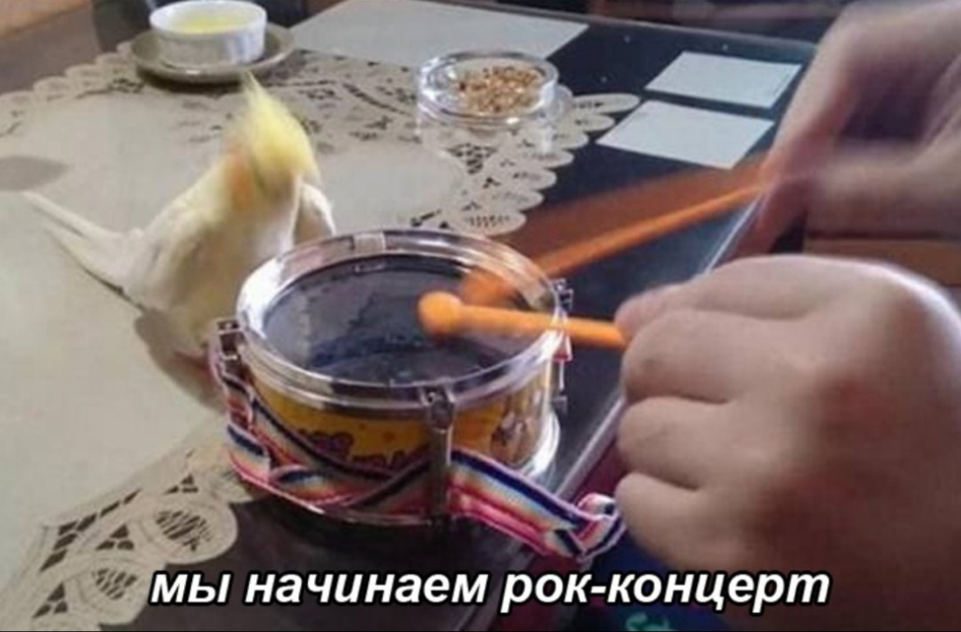 Механический попугай лешенька научился печатать