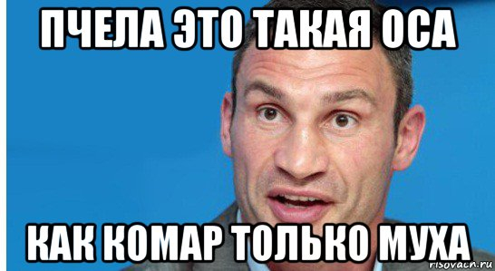 Скачай это бесплатное Фото на тему Муха мем и открой