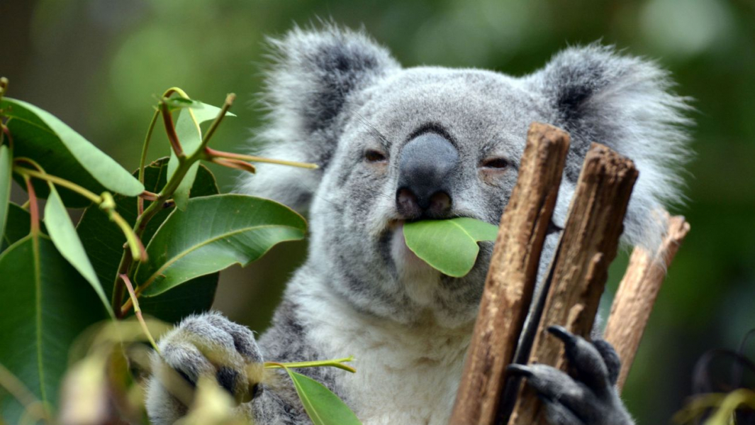 koala-8-20-19.thumb.jpg.e442588c2a65facc7d54aa5fed2b25b9.jpg