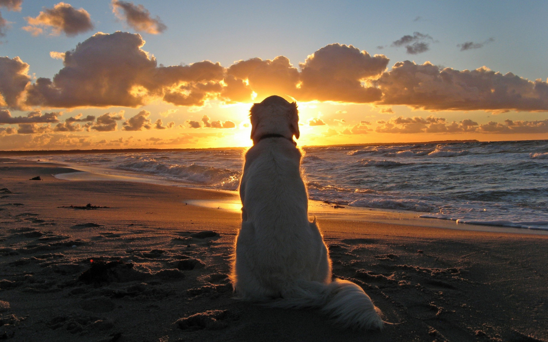 Animals___Dogs_White_dog_looks_at_the_sunset_047593_.jpg