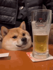 beer-dog-beer.gif.dc1a1e0610006ace95c6dcc3c7ede997.gif