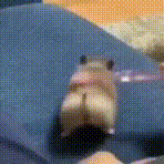 hamster-hamster-dance.gif.6ac66879d22db4ca037966451d8c84be.gif