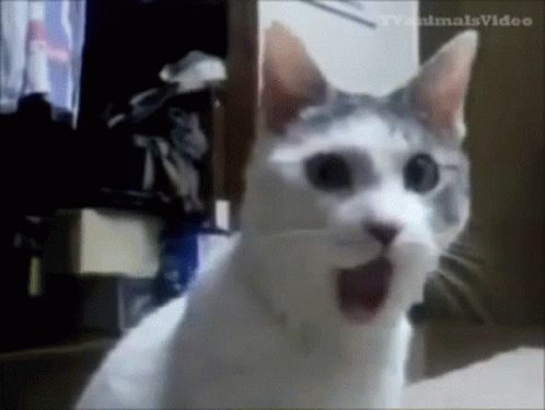 cat-scream.gif