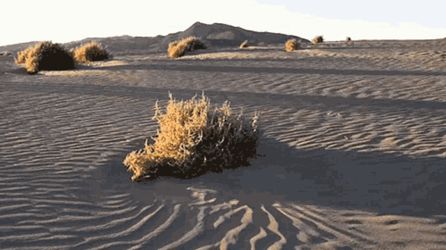 desert-neant.gif