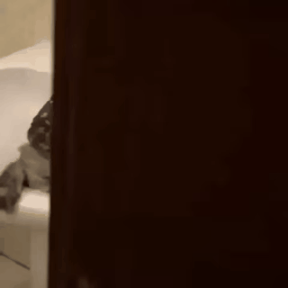 TVwj.gif