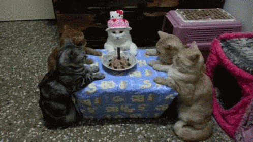 catparty.gif
