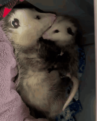 possums.gif.47e93386537fac30f92b82cc770cbc60.gif