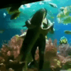 image.gif.47529e559ef05f42023fbb398e15f476.gif