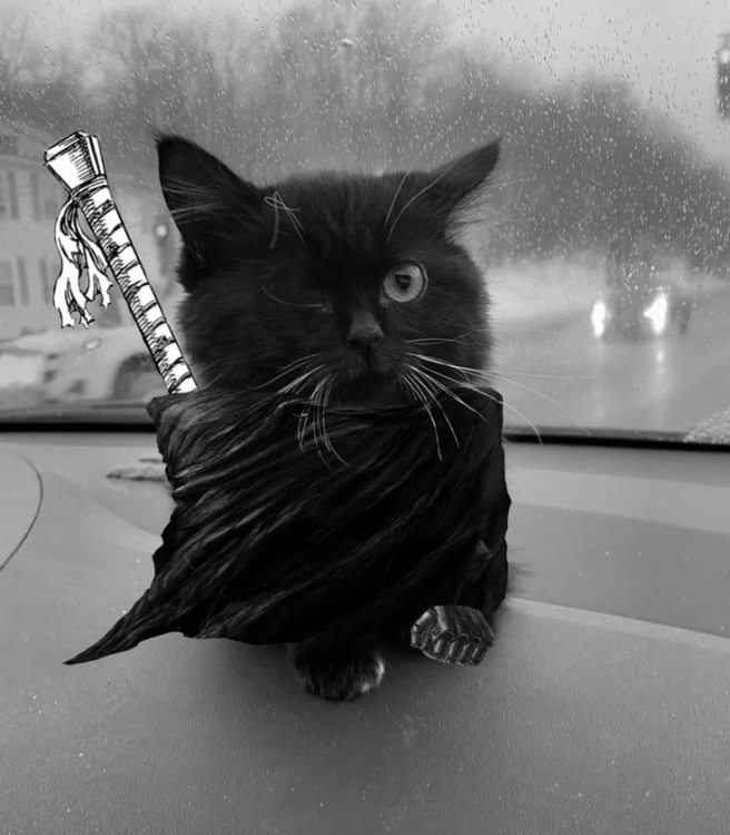 image.thumb.jpeg.87f55fbc5a5056814c71b6c855b26b0e.jpeg