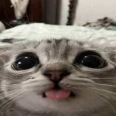 orionchik