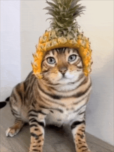 fun-pet-pet-fun.gif