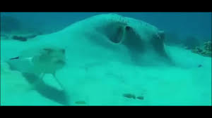 images-1.jpeg.ea398dc50fa6a9919a72c215c67a870f.jpeg